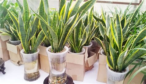 金边虎尾兰-植物作文200字（汇总6则）