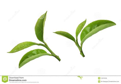 长叶子的茶叶是什么茶,扁叶子的茶叶是什么茶