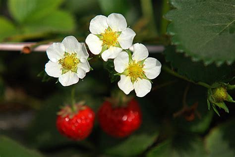 花茎短该用什么肥或药促长,草莓花枝短用什么药