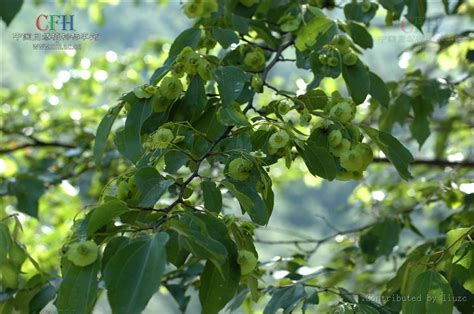 金钱树茎上长黑点是怎么回事