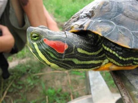 如何饲养巴西红耳龟,红耳龟吃多少