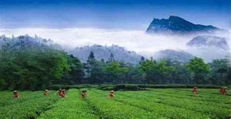济南有茶叶种植吗,山东天园茶业有限公司怎么样