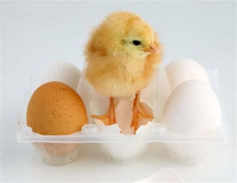 为什么鸡蛋能孵化小鸡,小鸡要多久才能孵出来