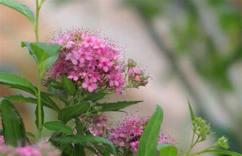 请问四川攀枝花地区适合种植莲雾吗?