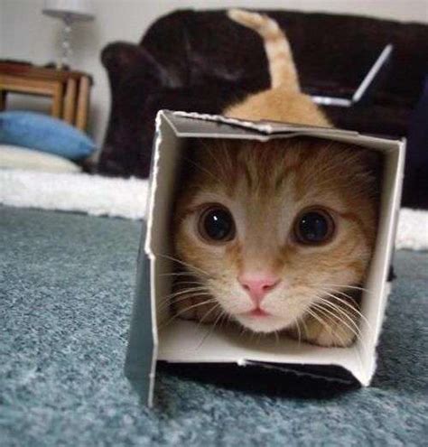 为什么猫喜欢拆纸盒,猫为什么喜欢钻纸盒