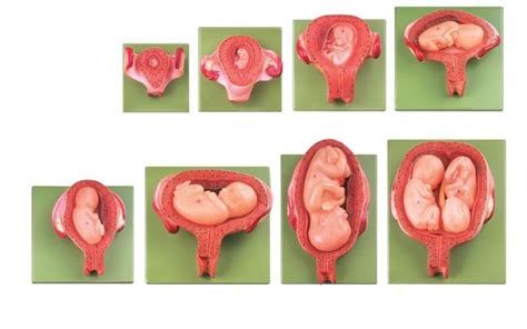 怀孕各个周胎儿图3d