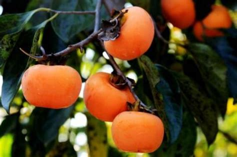 葡萄柚在12月份可以种植吗