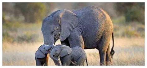 大象怀孕多久才能生宝宝?