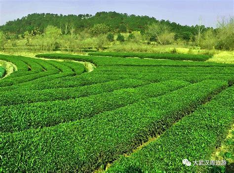 安徽因为什么茶而闻名,湖北以什么茶闻名
