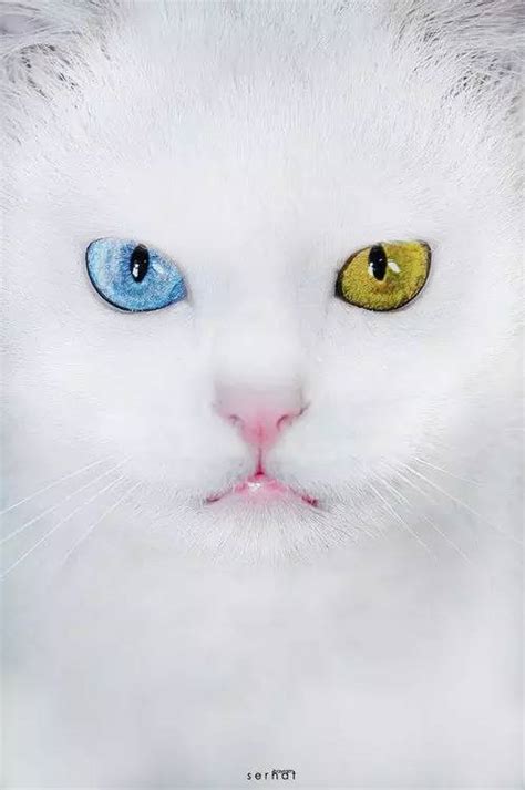 猫的眼睛是不会发光的,猫为什么眼睛发绿光