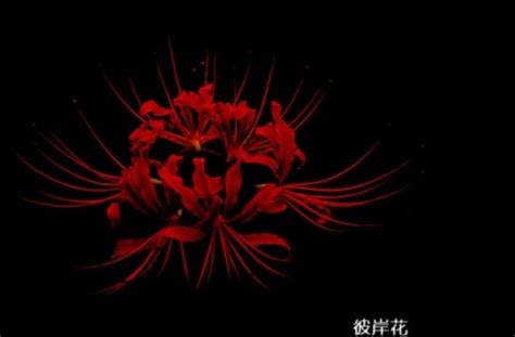 2020年520表白朋友圈文案怎么写