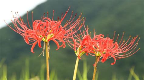 石蒜花和彼岸花的区别