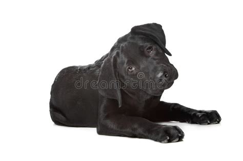 卡布拉多狗黑色多少钱一只,一次买遍要花多少钱