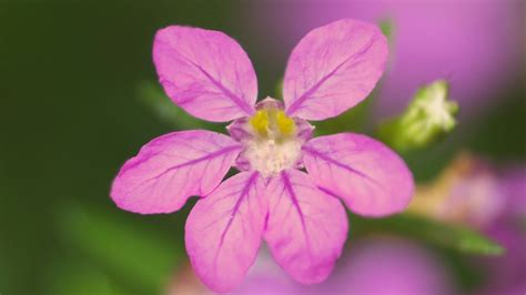 细叶萼距花和萼距花的叶子作为区分根据吗？