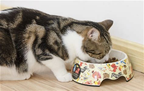 如何计算猫罐头的喂食量,猫罐头第一次喂多少