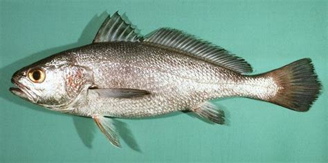 白花鱼是哪的特产