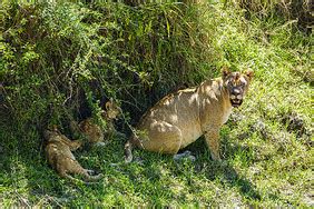 南非狮子农场五万美金即可自由猎杀,狮子农场游戏叫什么名字