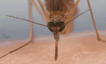 为什么a 型血招蚊子,蚊子全部跑到我这里