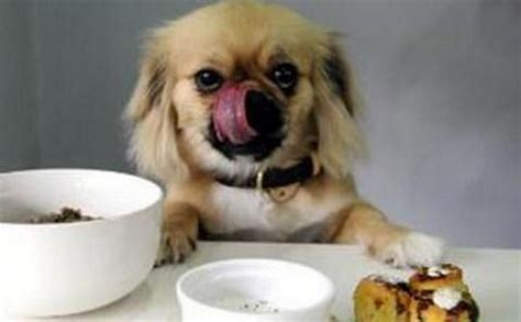 狗狗不吃饭只喝水,狗吃什么拉什么不吃饭