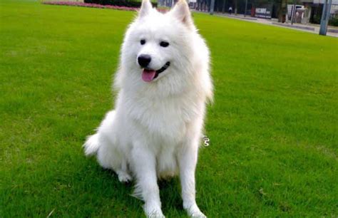 薩摩耶是禁養(yǎng)犬嗎?