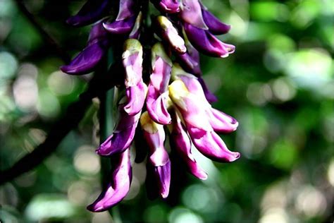 这种紫色的一串串的像铃铛一样的花是什么呀?还有一股怪味儿.