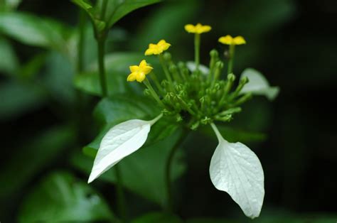 叶子像玉米叶子还开白花的是什么花