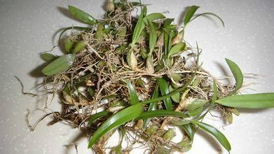 石橄欖燉兔肉有什么作用？
