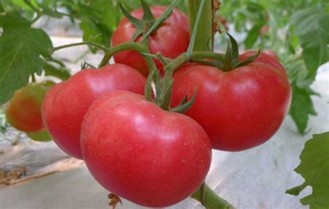 番茄是用什么种子培育出的？