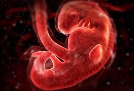 怀孕22周胎儿发育情况图片