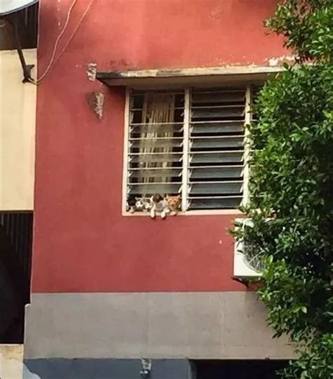 猫咪为什么喜欢爬窗户,猫为什么总爱在窗户上