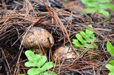 知道的说说野生松茸和养殖松茸营养价值,种植松茸和野生松茸营养价值