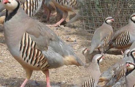 鹧鸪跟飞龙是一种鸟吗