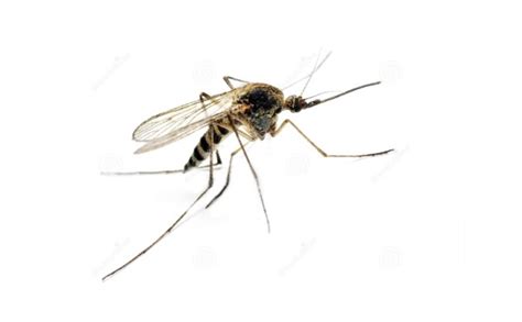 为什么雄蚊子不咬人,蚊子为什么总喜欢咬人