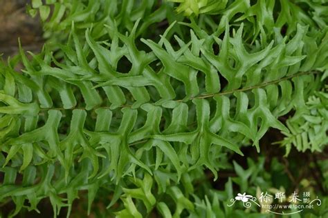 ．肾蕨叶态优美，易于种植，常被人们作为观赏植物来栽培。要使盆栽肾蕨生长良好，应如何管理？