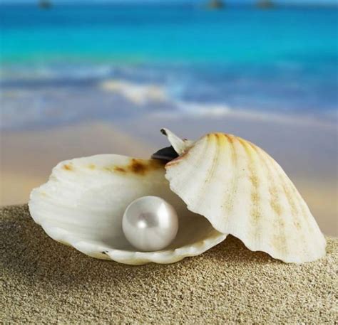 河蚌里的珍珠用什么方法存储,蚌兰花如隐藏在蚌里的珍珠