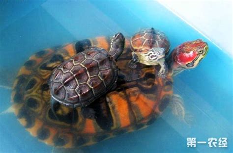 红耳龟为什么不吃东西,为什么不要养红耳龟