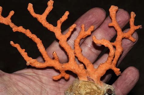 浅海红珊瑚是什么,一文看懂红珊瑚
