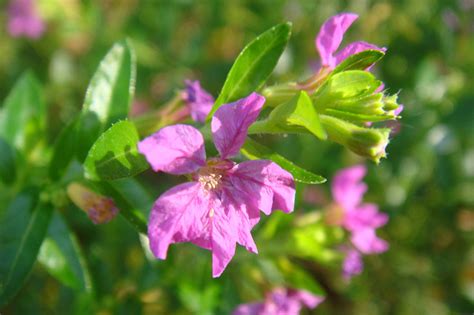 怎样给花儿施肥的方法？