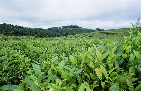 哪个地方出产黑茶和乌龙茶啊?