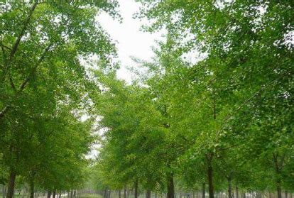 银杏树-植物作文200字（共计16则）