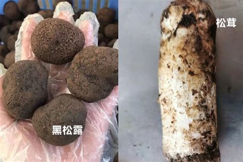 松露菌和松茸菌哪个更贵 松茸菌跟松茸一样吗
