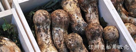 广州哪里有新鲜松茸卖 佛山新鲜松茸菌批发