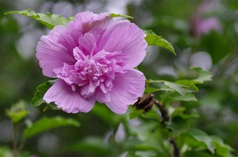 这种花是什么花呢?学名叫什么? 在我们老家,这种花是可以做菜吃的.