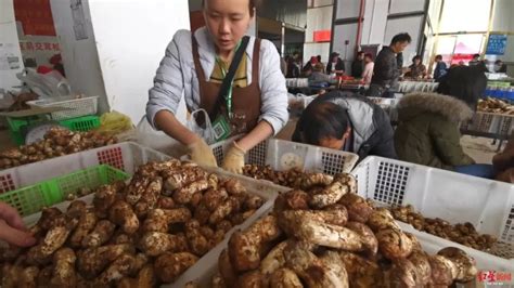 云南香格里拉两朵松茸拍出25万天价 香格里拉松茸交易市场怎么样