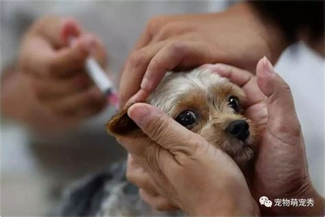 狗为什么要打疫苗针,狗疫苗为什么要打好几次