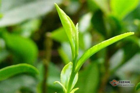 安徽茶叶有哪些,绿茶有哪些品种