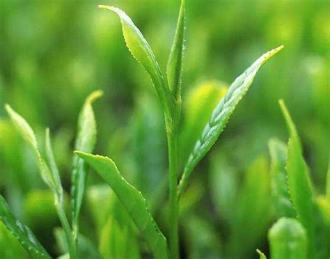 中国的茶叶千百种,什么地方的特产是茶叶