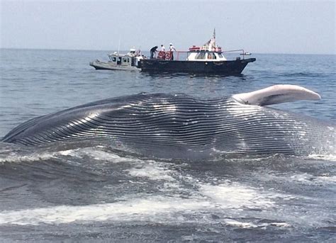鲸鱼为什么不攻击船,海里鲸鱼跃出海面会撞着船吗