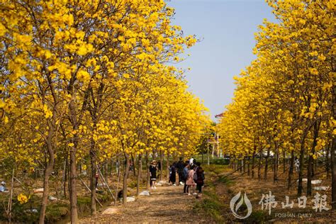 红花风铃木的介绍