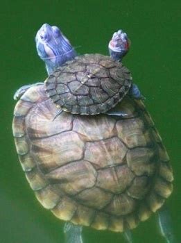 巴西龟消毒用什么药水,怎么给巴西龟消毒